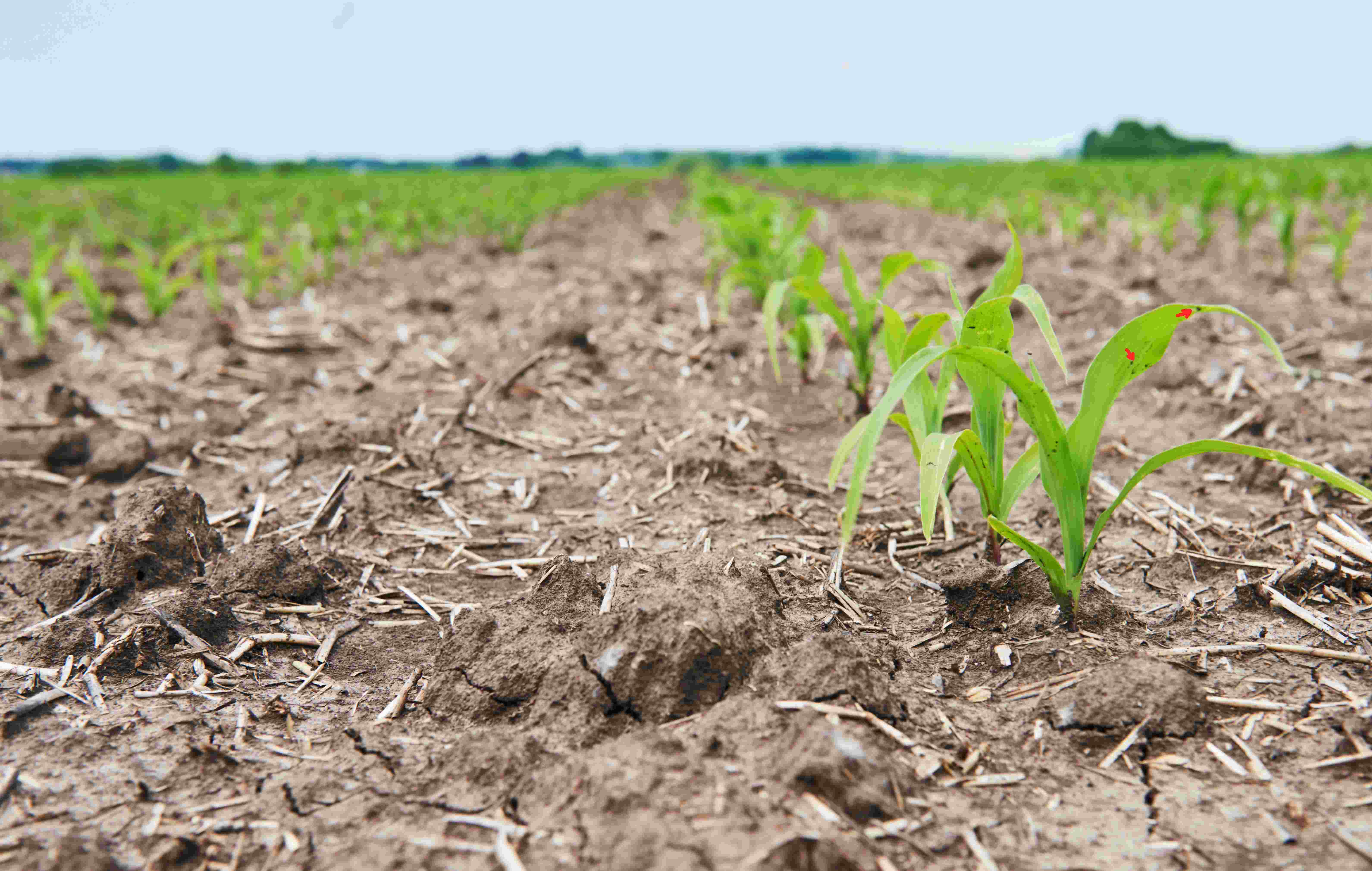 Healthy Soils, Healthy Mothers; How Soil Degradation Can Increase the Risk of Postpartum Haemorrhage Through Hidden Nutrient Loss